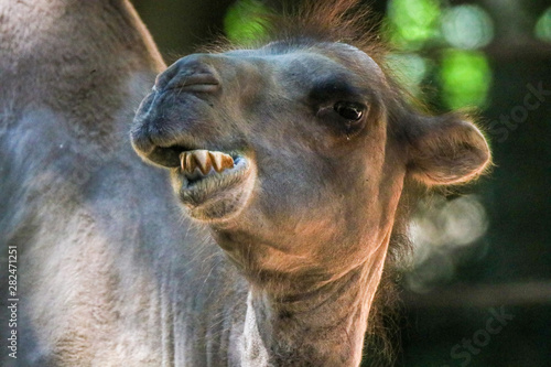 Head of a camel chewing and showing the teeth
