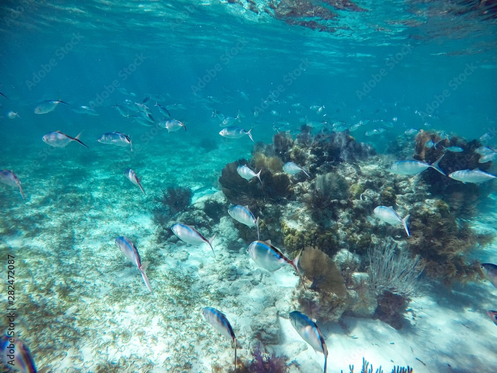 diver and coral reef diver and coral reef