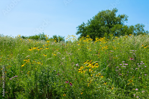 Flowers and Native Plants along the Shore of a Water Filled Quarry in Lemont Illinois