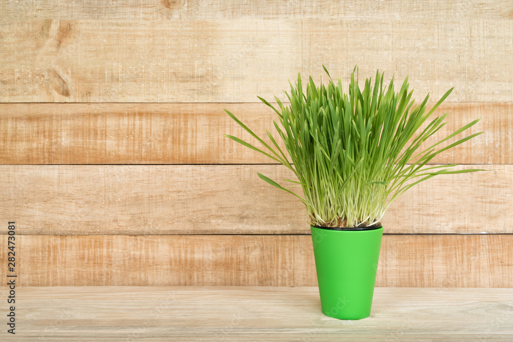 Green flower pot with greens on the table stands on a light brown wooden wall background. Copy space Green flower pot with greens on the table stands on a light brown wooden wall background. Copy space