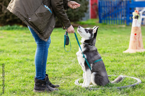 woman trains with a young husky on a dog training field