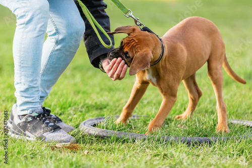 woman with a young boxer dog on a dog training field © Christian Müller