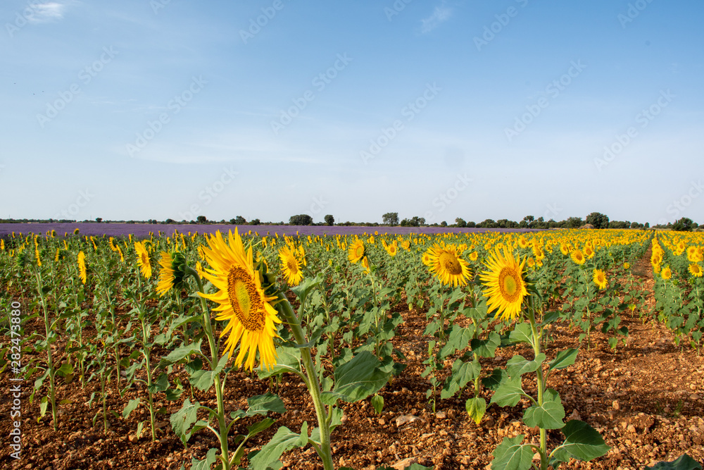 field of sunflowers and lavender