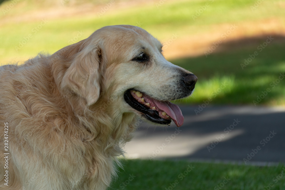 Golden Retriewer