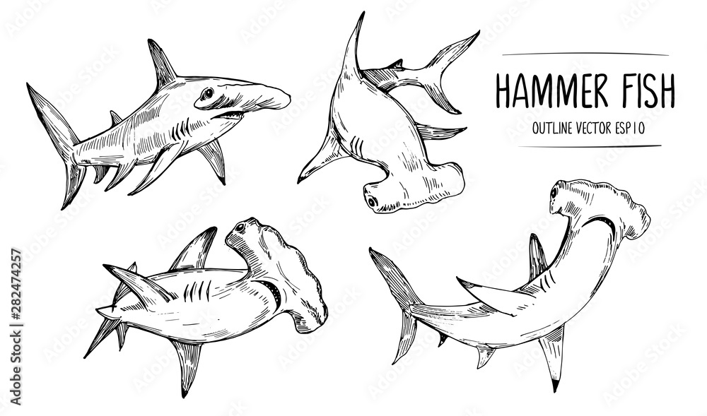 Sketch of shark, hummer fish. Hand drawn illustration converted to vector - obrazy, fototapety, plakaty 
