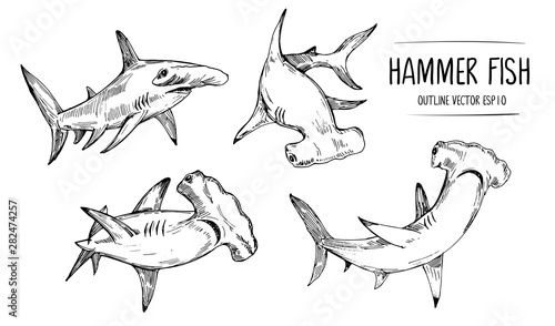 Sketch of shark, hummer fish. Hand drawn illustration converted to vector