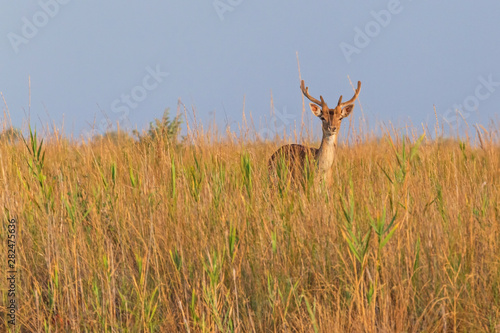 view on spotted deer standing in field