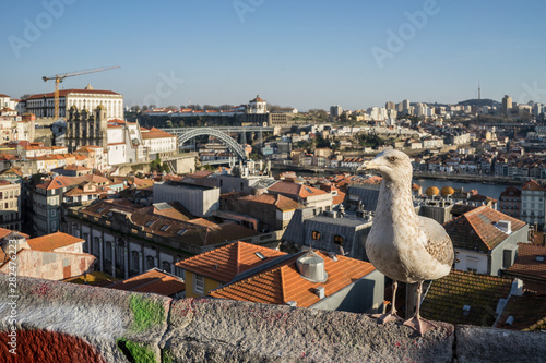 Widok na Porto i most Ponte Luis I z punku widokowego, z mewą. photo