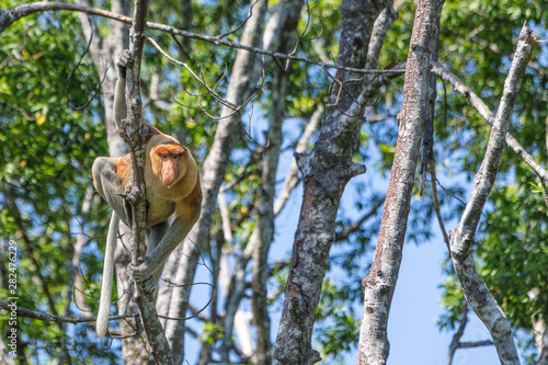 Nosacz zwisający z drzewa nad rzeką Kinabatangan na Borneo.