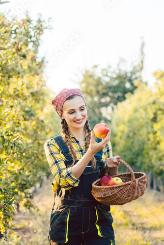 Fruit farmer woman harvesting apples in her basket