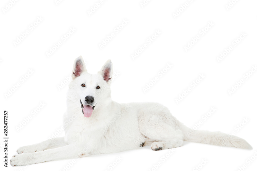 Swiss shepherd dog lying on white background Swiss shepherd dog lying on white background