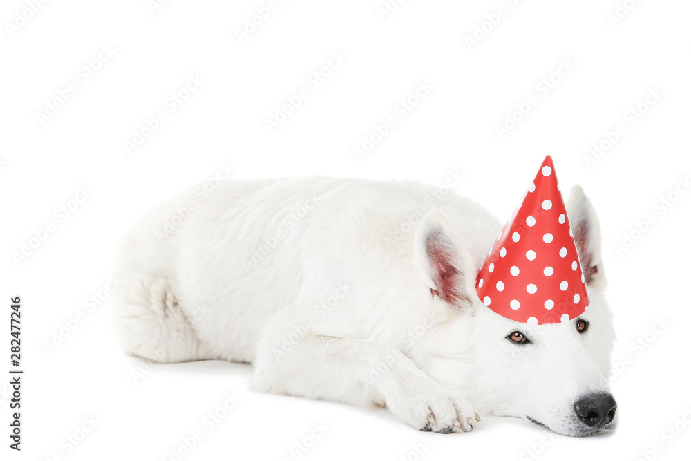 Swiss shepherd dog with birthday cap on white background