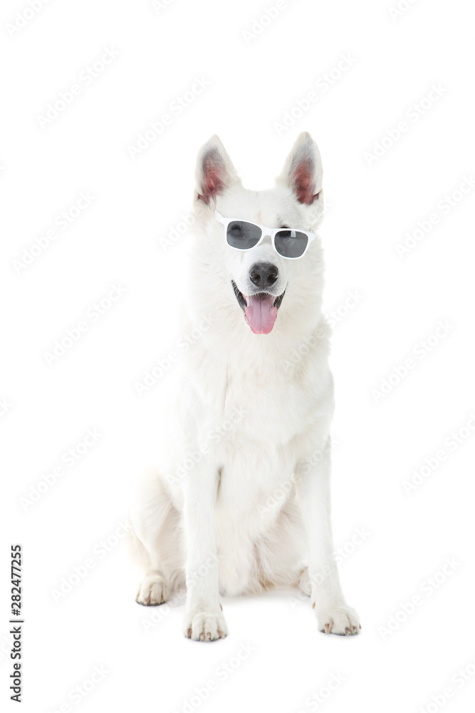 Swiss shepherd dog in sunglasses on white background Swiss shepherd dog in sunglasses on white background