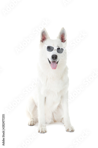 Swiss shepherd dog in sunglasses on white background