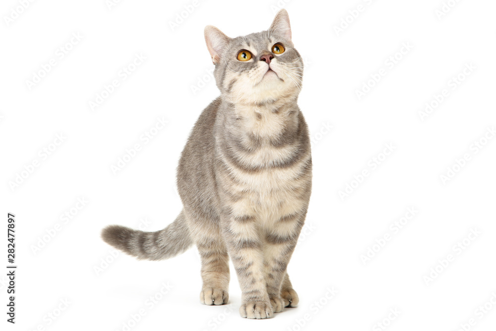 Obraz premium Piękny kot na białym tle