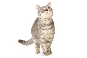 Beautiful cat on white background