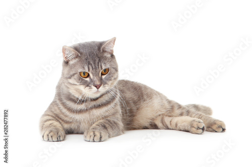 Beautiful cat lying on white background