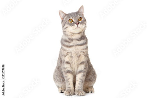 Beautiful cat sitting on white background