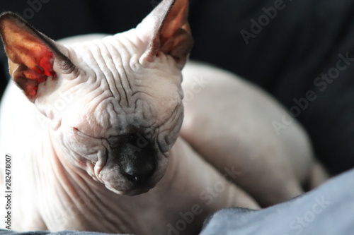 Sphynx Katze Tier Kater Schlaf Gesicht