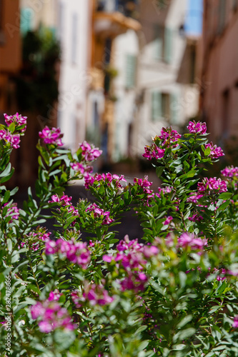Fototapeta Naklejka Na Ścianę i Meble -  Flowers in Narrow Street