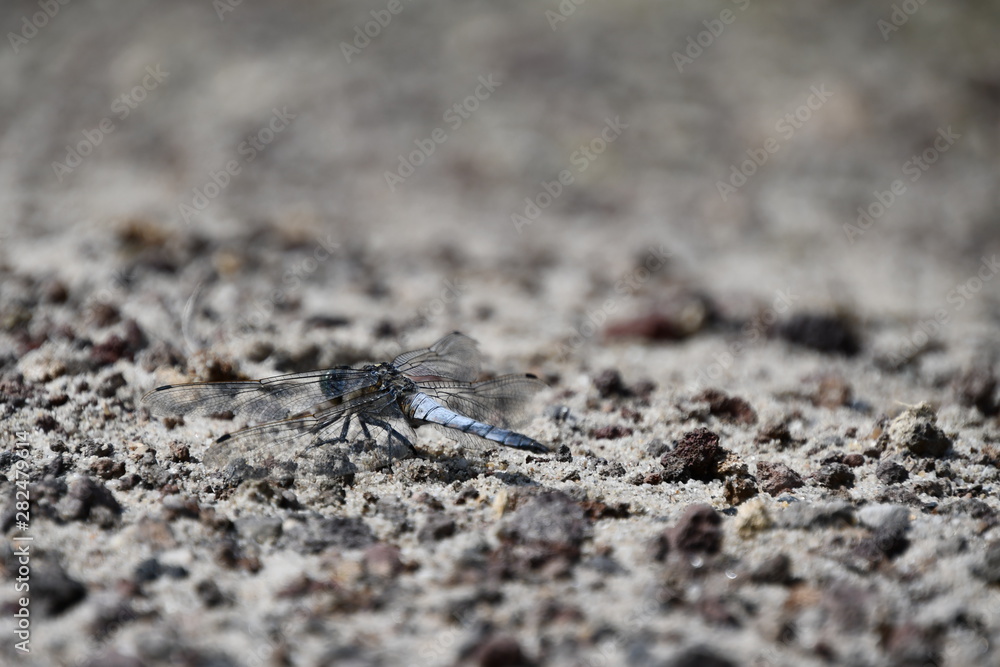 libellule bleue sur gravier libellule bleue sur gravier