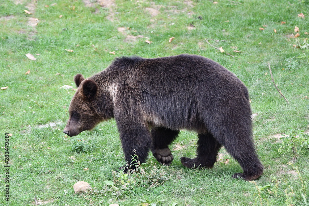 ours brun en balade