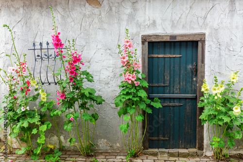 hollyhocks in front of an old shed