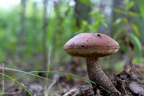 Edible mushroom of medium size, growing in the forest in the middle of summer. A unique image of the surrounding nature.
