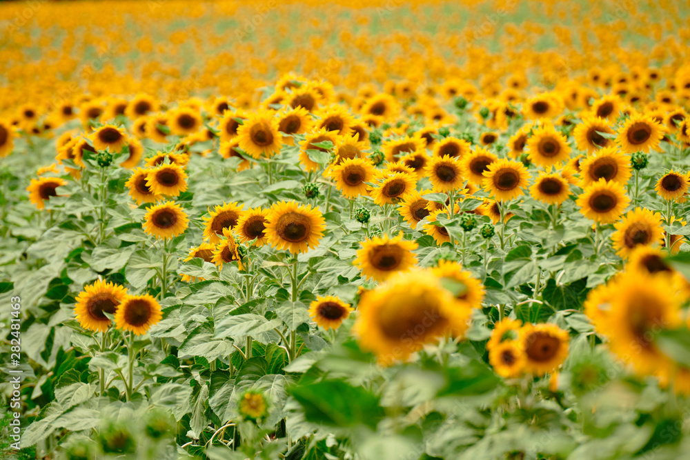 Sunflower field - bright yellow flowers, beautiful summer landscape Sunflower field - bright yellow flowers, beautiful summer landscape