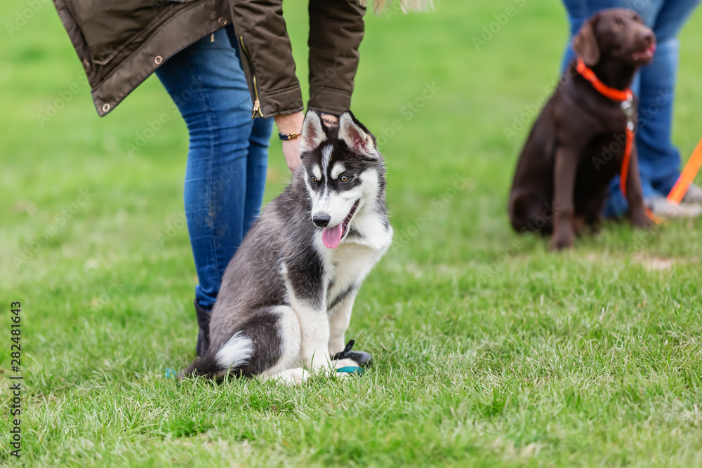 woman with a husky puppy at the puppy school woman with a husky puppy at the puppy school