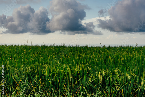 Green rice field and sky with white clouds