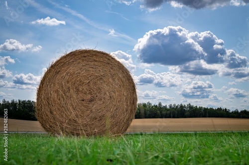 Freshly harvested circular hay bale in a field