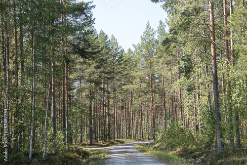 The road along the pine grove.