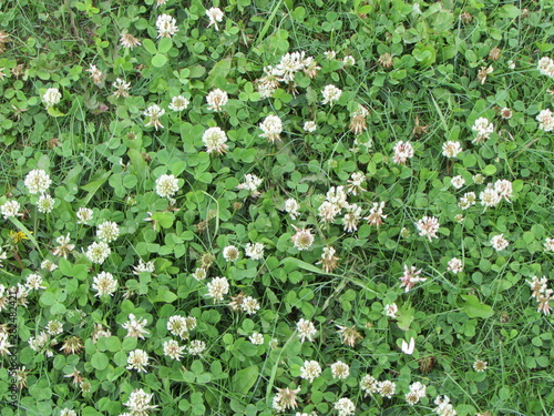 flower. Flowers. Nature.