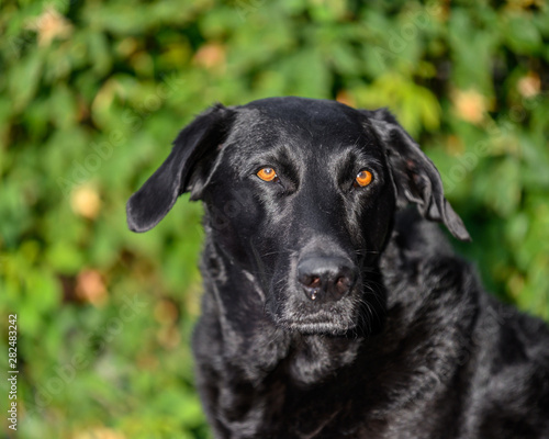 Wallpaper Mural portrait of black Labrador dog Torontodigital.ca