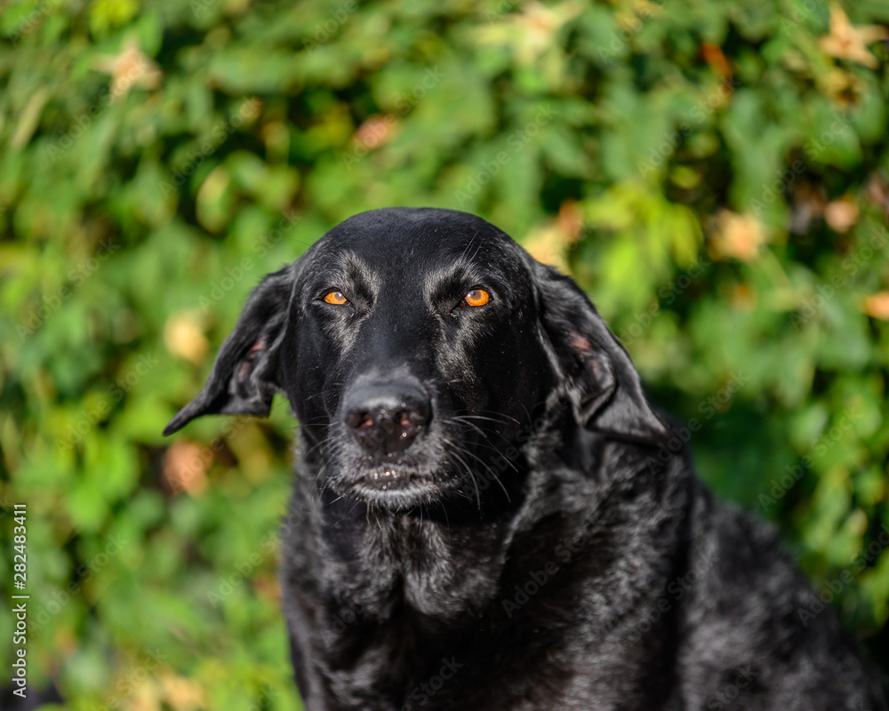 portrait of black Labrador dog