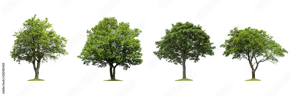 Obraz premium Isolated trees on a white background