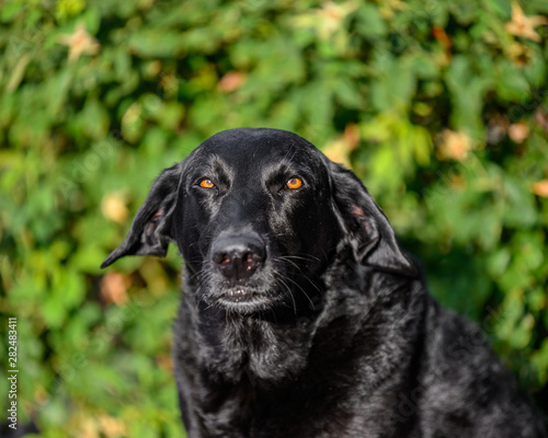 portrait of black Labrador dog