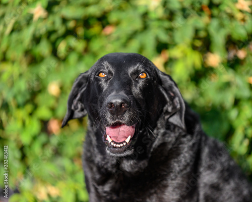 portrait of black Labrador dog © Sasha
