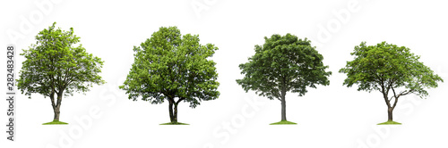 Isolated trees on a white background
