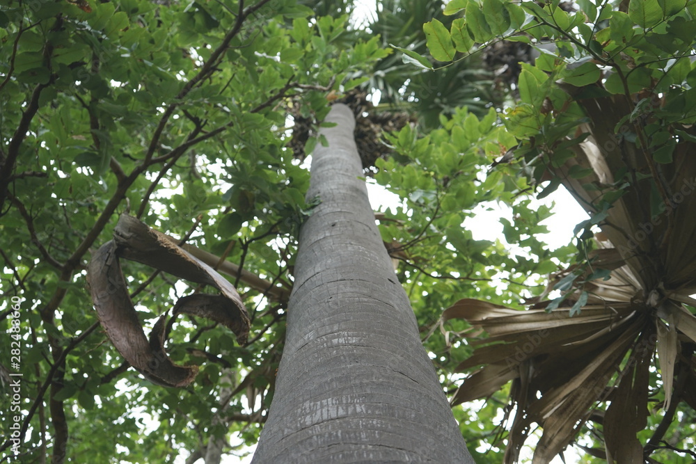 Fototapeta premium Trees in the park in thailand