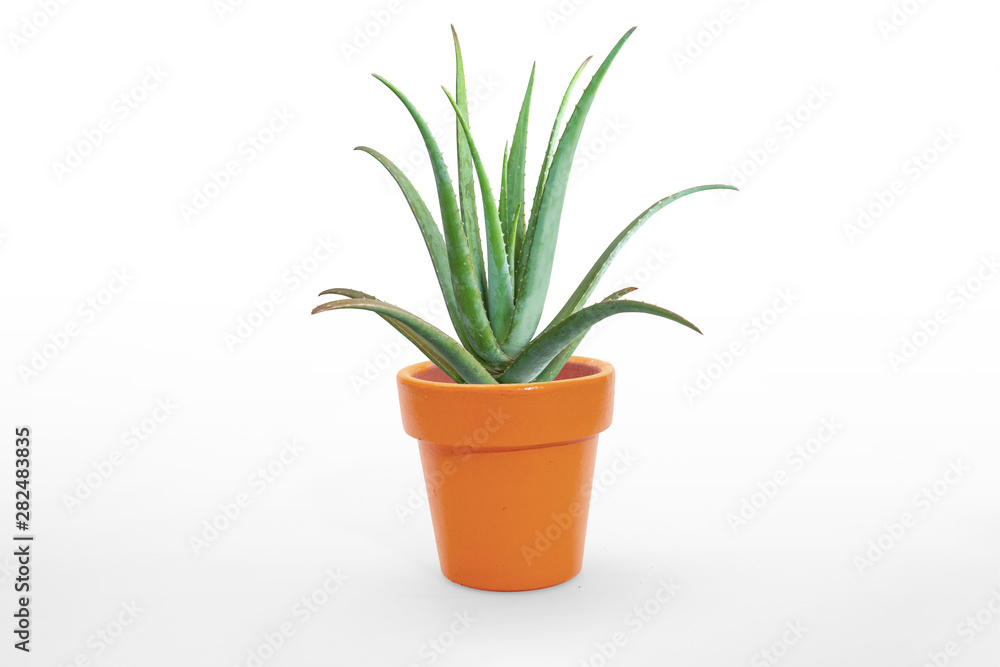 Juniperus Chinensis vase isolated on white. Juniperus Chinensis vase isolated on white.