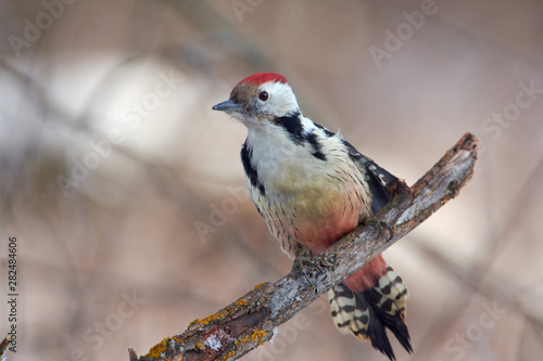 Bird - Middle spotted woodpecker sitting on a branch covered with lichen in the winter forest on a background of trees.