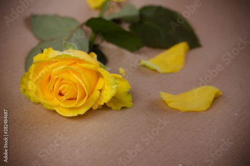 yellow rose on wooden background