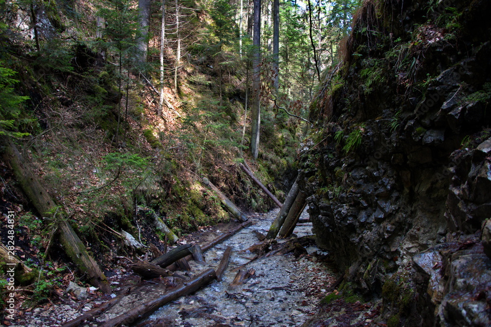 stream in forest stream in forest