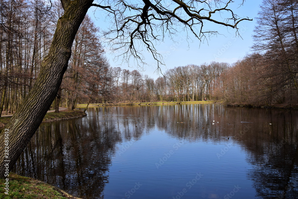 Obraz premium lake in the forest