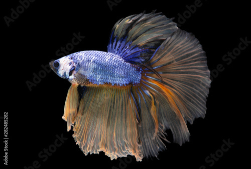Red and blue Siamese fighting fish on black background,