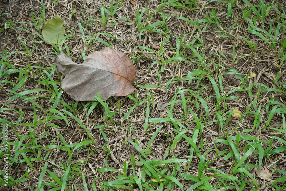 Leaves and lawns in tropical gardens Leaves and lawns in tropical gardens