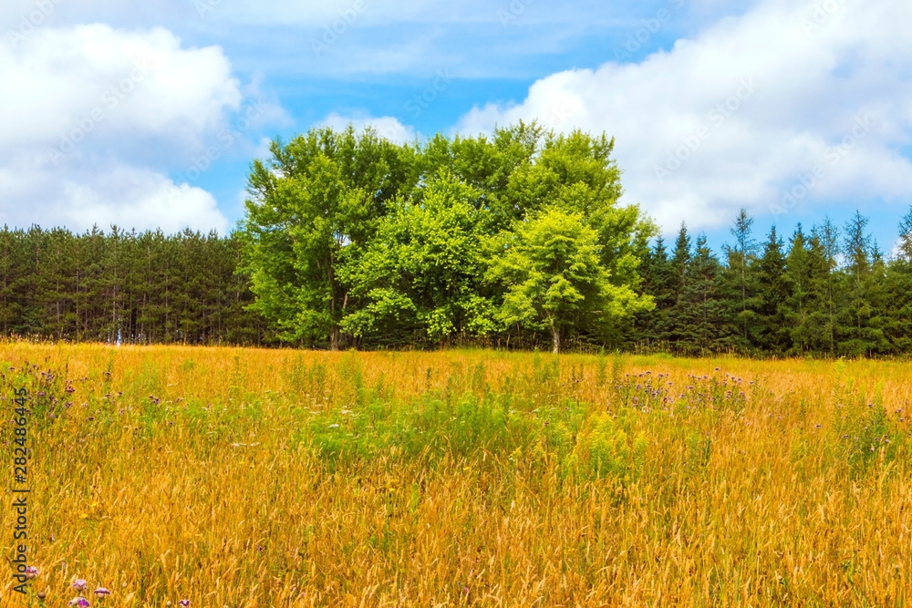 Fototapeta premium Trees in Meadow