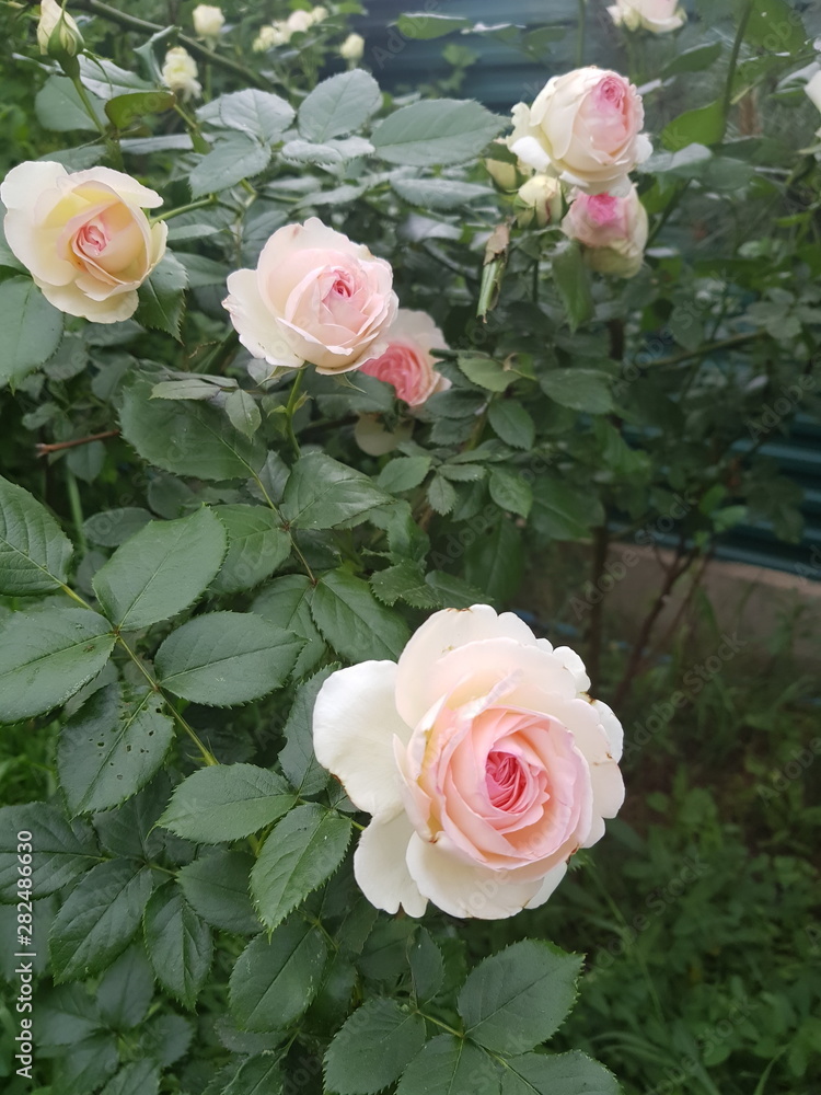 Obraz premium pale peach spray roses grow in the garden